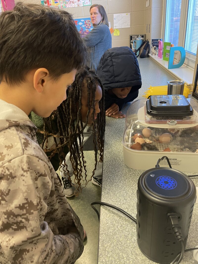 Students placing feeders in the brooder box