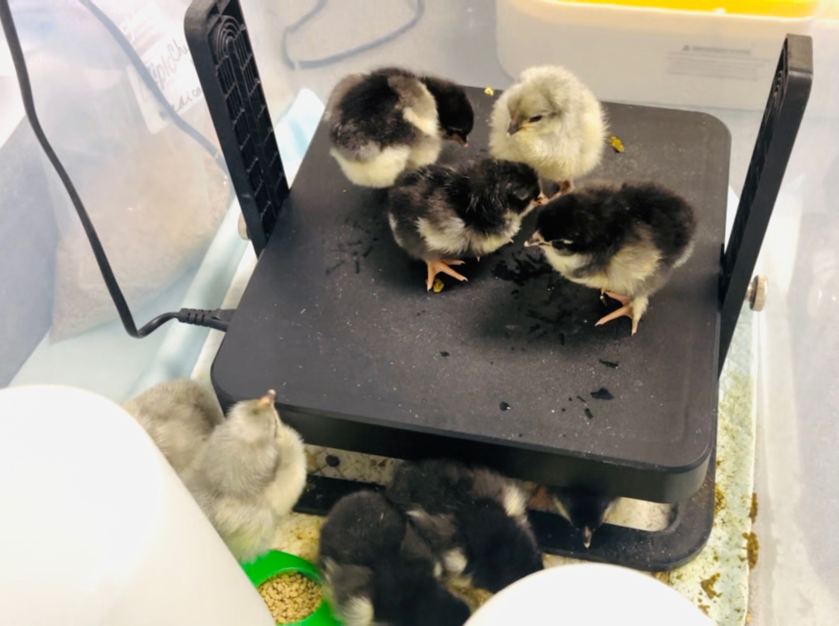 Kids logging notes about the chicken life cycle